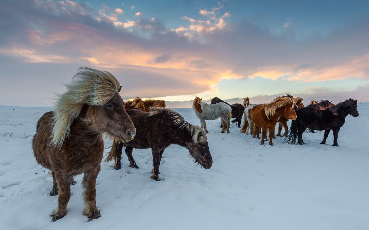 animals